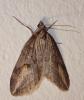 Chesias isabella